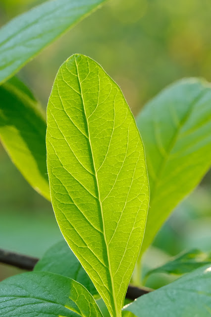 Indian plum leaf standing erect