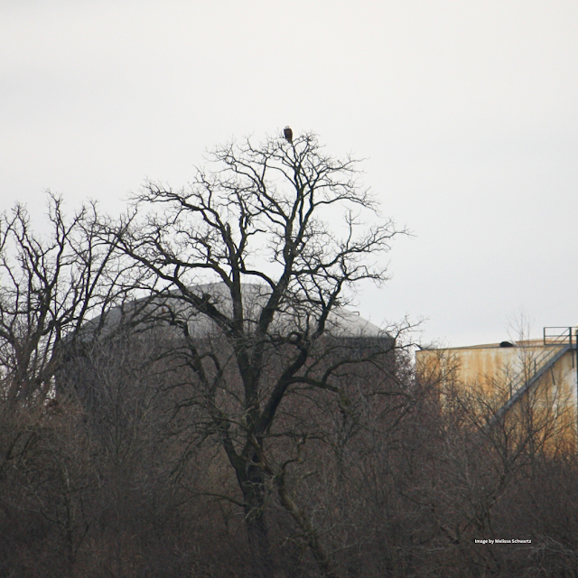Bald eagle perched along the Des Plaines River at Four Rivers Environmental Education Center.