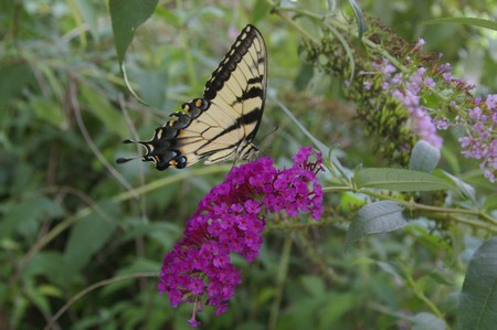 Pentax K100D imagen de muestra