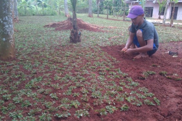 Menanam Rumput Gajah Mini