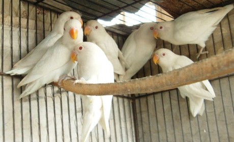 Harga Lovebird Albino Mata Merah Terupdate Bulan ini 2018 Asli 100%