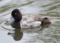 Lesser scaup male, Edmonton, AB - by Connor Mah