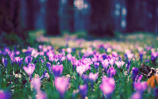 SPRING HD WALLPAPERS  13