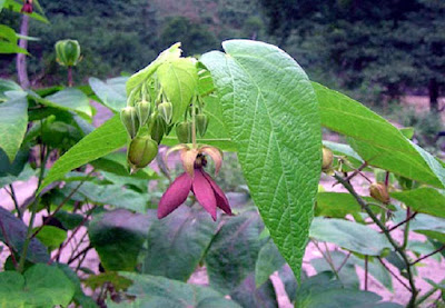 বহু রোগের চিকিৎসায় উলটকম্বল by তারিফুল ইসলাম