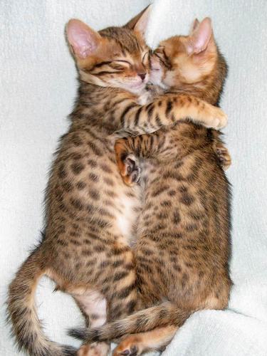 Animals Hugging Seen On www.coolpicturegallery.us