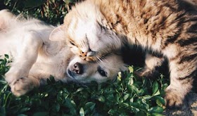 15 Dog Breeds That Actually Like Cats