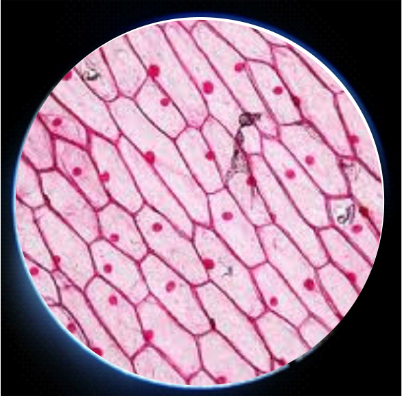  Laporan  Praktikum Biologi Jaringan  Hewan  dan  Tumbuhan 