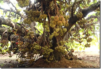Fig Tree with fruits