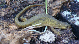 Lissotriton montandoni female DSC56482