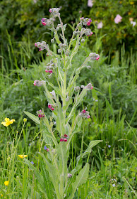 Hound's-tongue, Cynglossum officinale.  Queendown Warren with the Orpington Field Club, 24 May 2014.