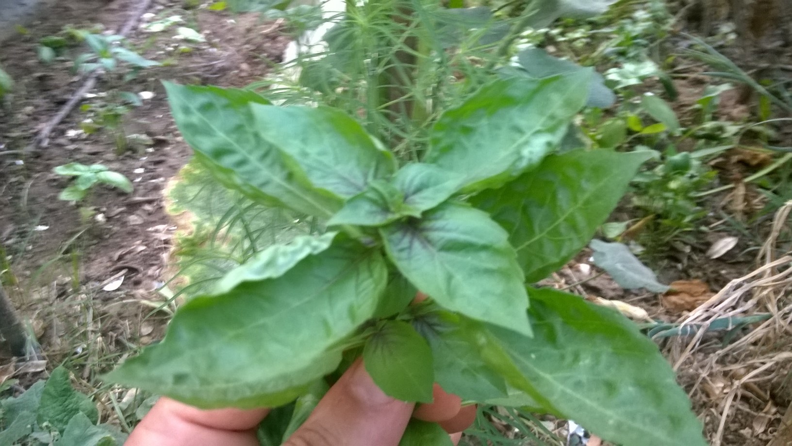 in my garden my basil plant is so lovely!