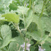 What is a Bringal plant?What is a classification? Explain body parts? Some important part? Bringal (Solanum melongena)   بنگن