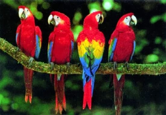 Indahnya Warna Burung Kakak Tua Merah Gembala News