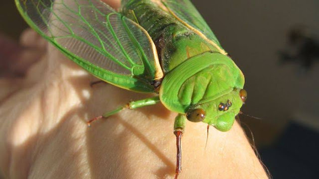 Suara Green Grocer cicada