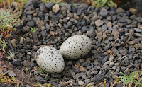 Black Oystercatcher nest with eggs – Oregon Islands – Dec. 2015 – photo by Peter Pearsall, USFWS