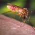 Κουνούπια: Επτά λόγοι που τσιμπούν συγκεκριμένα άτομα