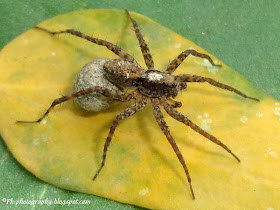 Wolf Spiders