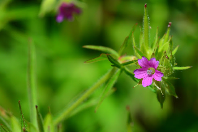 Geranium dissectum