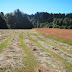 Making hay while the sun shines