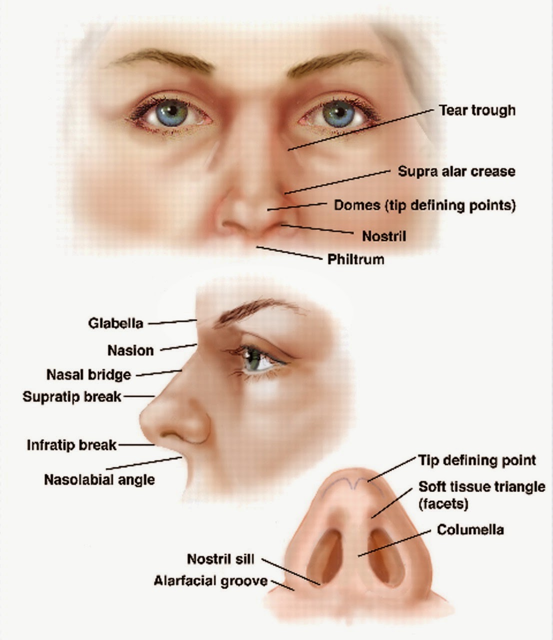  Gambar  Anatomi Fisiologi Hidung  Sinus Paranasalis Artikel 