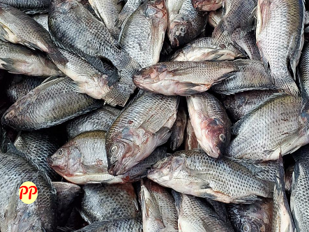 Harga Ikan Mujair per Kilo (Segar, Hidup, Bibit, Filet, Asin, Frozen, dll)