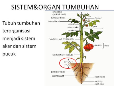 Struktur Tumbuhan 