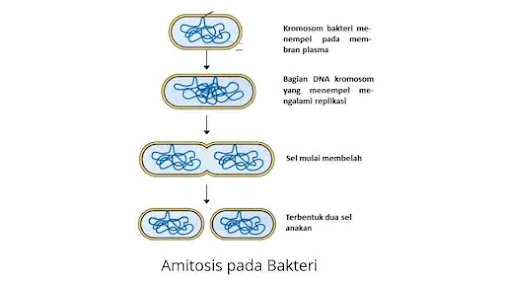 Amitosis adalah proses pembelahan sel secara langsung dimana inti sel menjadi dua dan tidak mengalami fase-fase (untuk bakteri inti tidak membelah menjadi 2 karena bakteri tidak mempunyai inti sel (prokariotik)