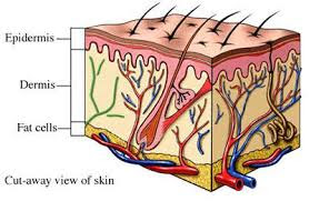 kulit merupakan reseptor