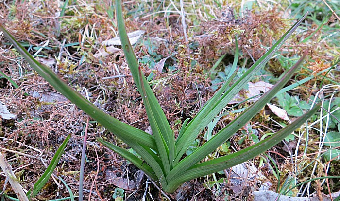 Jeune pousse d'orchidée Laxiflora