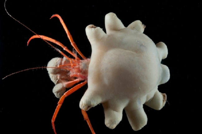 Oceans: First evidence of deep-sea animals ingesting microplastics