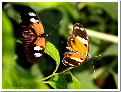 colorful butterflies 1600 x 1200 picture