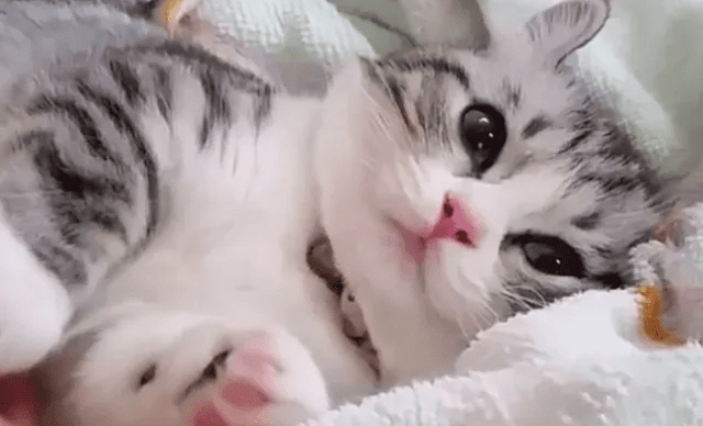 foto kucing lucu bikin ngakak