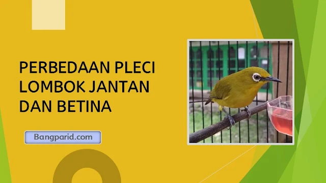 PERBEDAAN PLECI LOMBOK JANTAN DAN BETINA