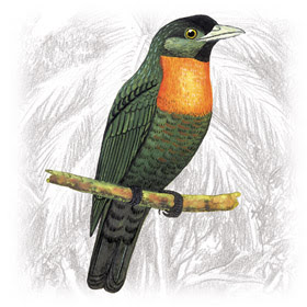 Pássaro Pavó (Pyroderus scutatus) 