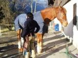 Cheval en traitement