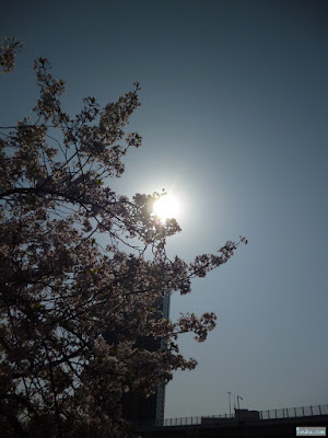 桜と太陽