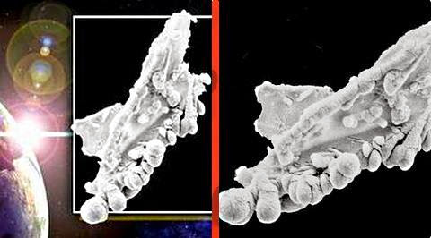 particula biologica extraterrestre