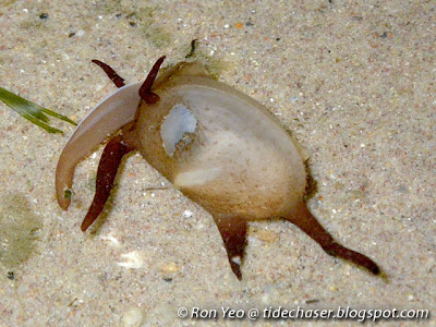 Philippine Scintilla Clam (Scintilla philippinensis)