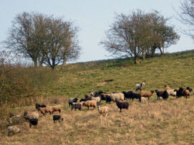 Twyford Down