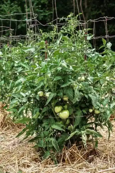 Growing tomatoes can be a rewarding and cost-effective way to enjoy fresh