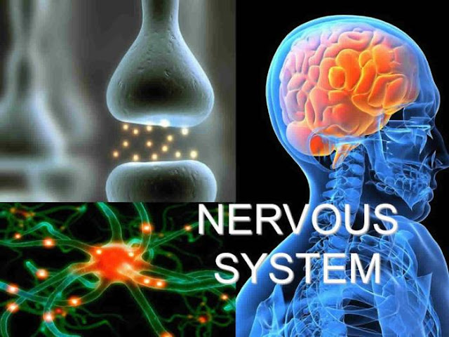 the signs and symptoms of a nervous system disorder