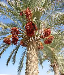 POKOK . kurma  .POKOK SAWIT jericho KURMA