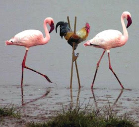 flaminggo dan ayam