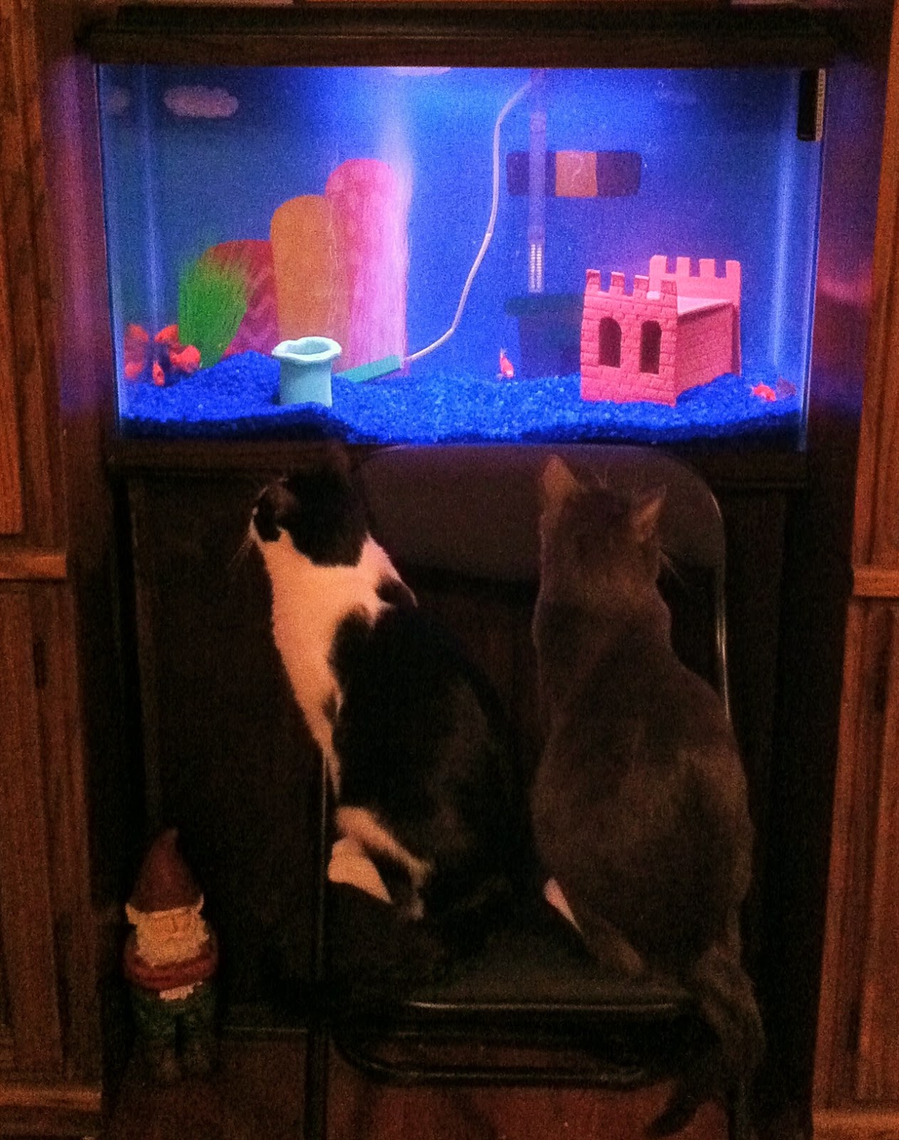 Super Mario Video Game Aquarium by AmericanGoodz title=