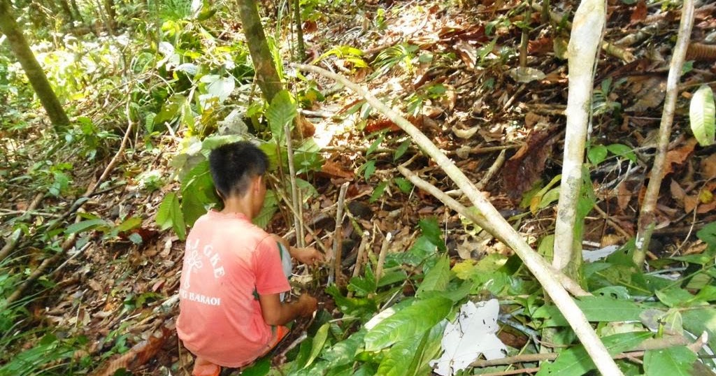 Memasang Jerat di Hutan  Wisata Merantau