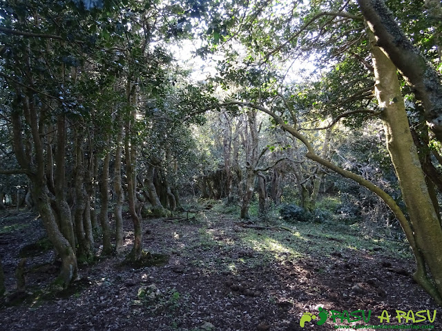 Atravesando zona de sombra junto al Caldoveiro