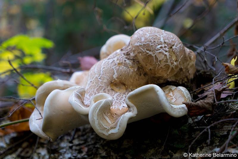 Mushroom on Big Moose Mountain Trail Maine Hiking Moosehead Pinnacle Pursuit