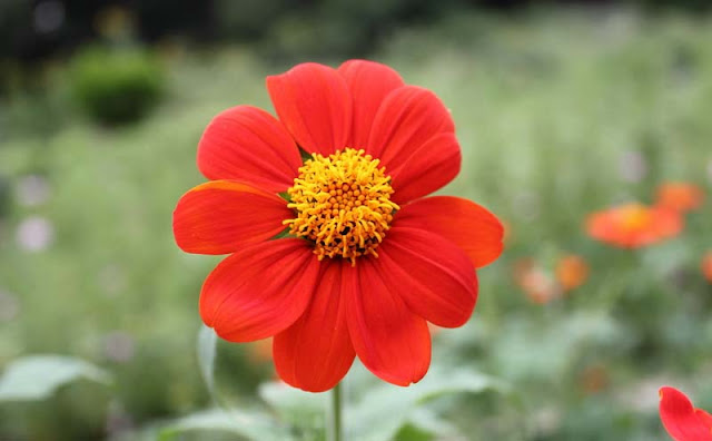 Mexican Sunflower Pictures