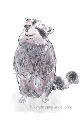 Watercolour line and wash drawing of a cute raccoon, staring cheekily at the viewer.