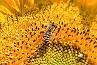  berarti Agan hewan tau yang mengolah sari bunga menjadi madu dong 10 Fakta Menarik Tentang Lebah Madu